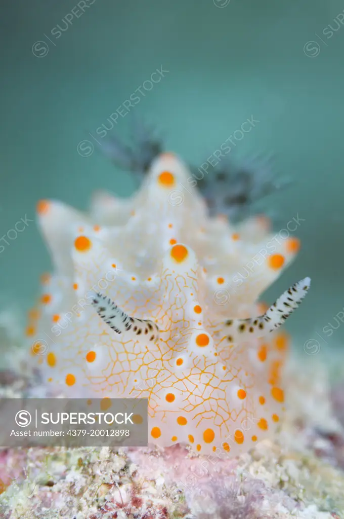 Nudibranch, Halgerda malesso, Close up, Kapalai, Sabah, Borneo, Malaysia