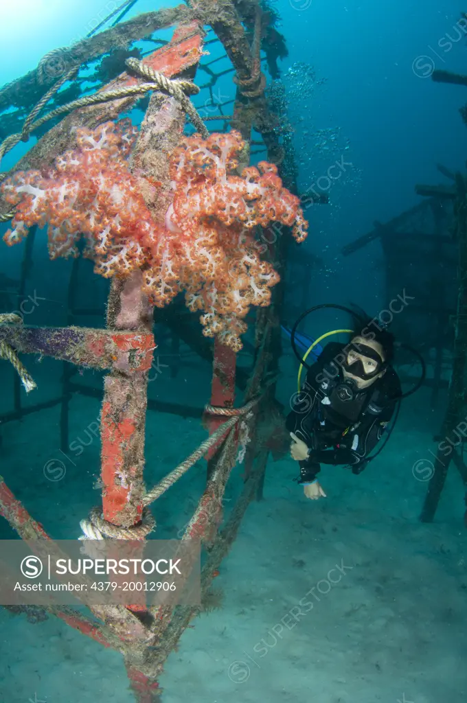 Diver observing soft coral growing on an artificial reef, Kapalai, Sabah, Borneo, Malaysia