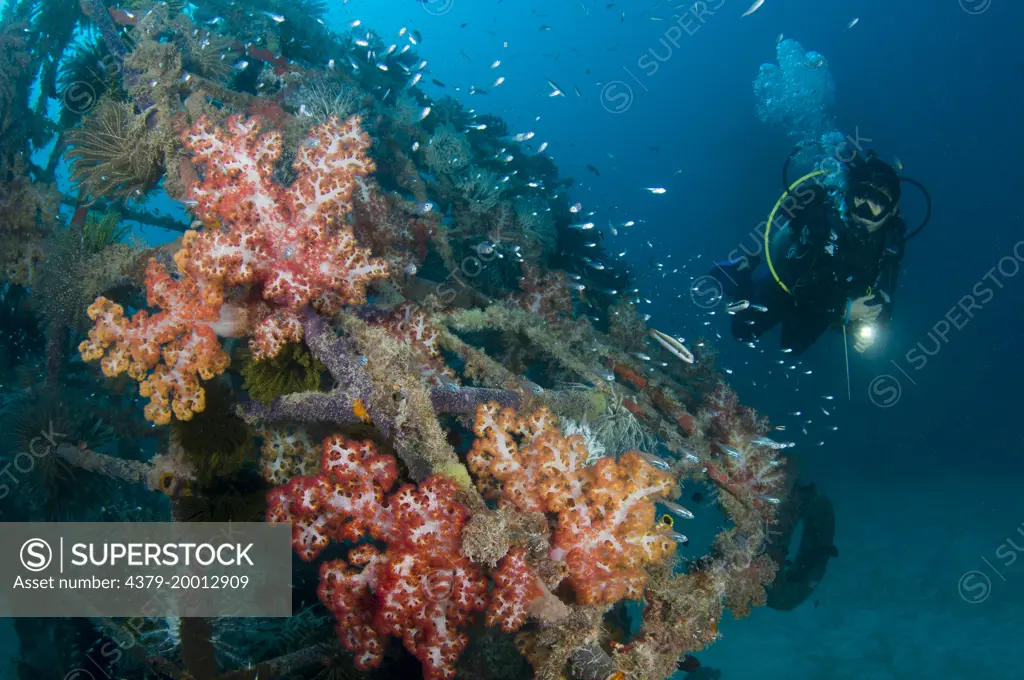 Diver observing artificial reef, Kapalai, Sabah, Borneo, Malaysia