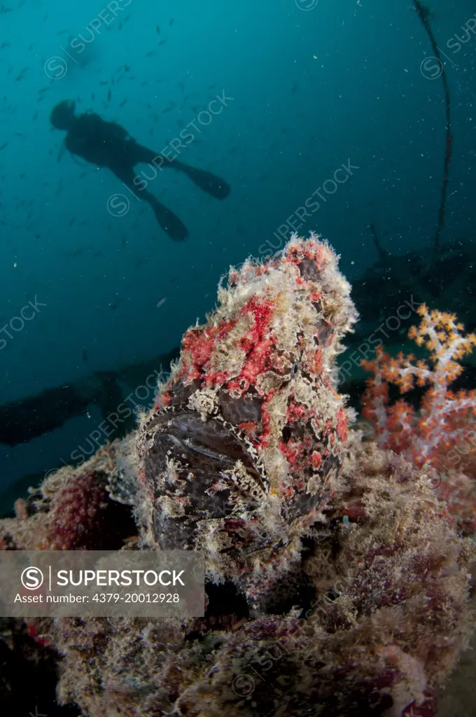 Giant frogfish, Antennarius commersoni, Silhouette of diver above frogfish,  Kapalai, Sabah, Borneo, Malaysia