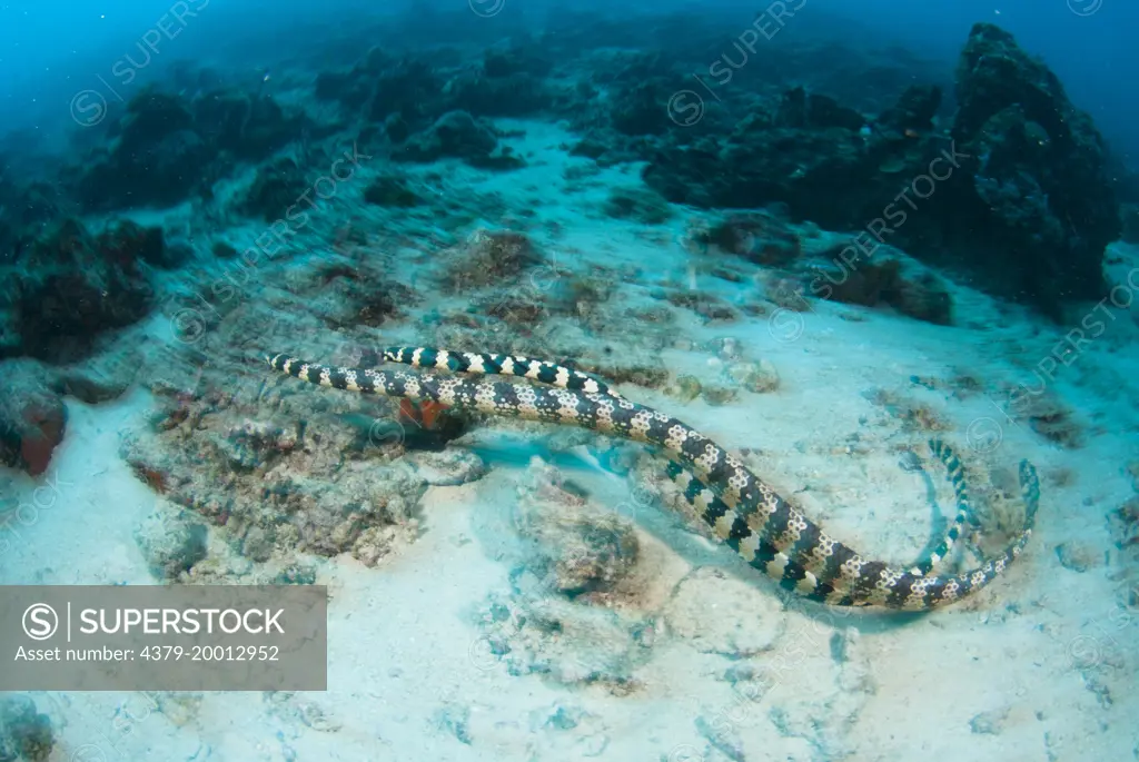 Black headed sea snake, Hydrophis melanocephalus, Two snakes mating, Kapalai, Sabah, Borneo, Malaysia