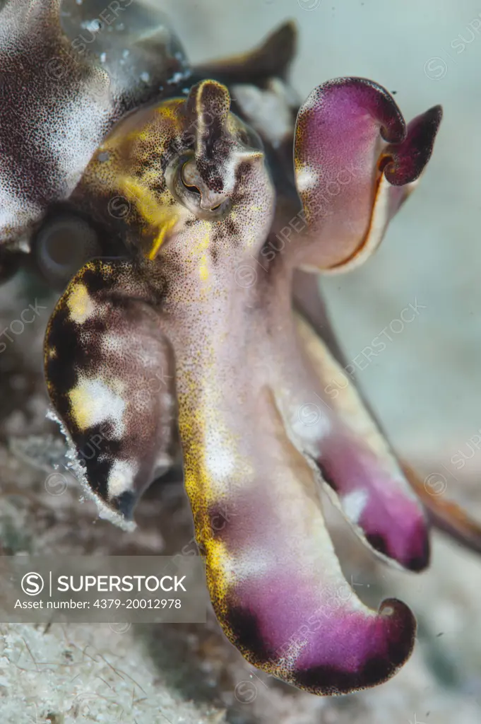 Flamboyant Cuttlefish, Metasepia pfefferi, Mabul, Sabah, Malaysia, Borneo.