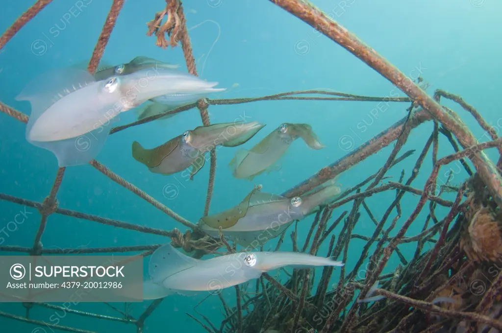 Bigfin Reef Squid, Sepioteuthis lessoniana, Laying eggs in artificial reef, Mabul, Sabah, Malaysia, Borneo.
