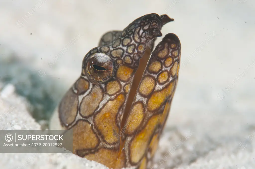 Napoleon Snake Eel, Ophichthus bonaparti, head detail, Mabul, Sabah, Malaysia, Borneo.