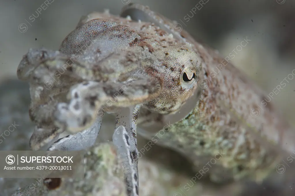 Pygmy Cuttlefish, Sepia bandensis, macro photography, Mabul, Sabah, Malaysia, Borneo.
