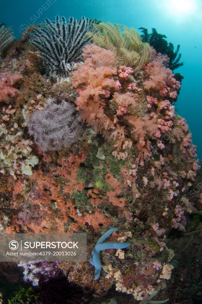 Reef community, Featherstars and soft corals, Dendronephthya sp, Si Amil, Sabah, Malaysia, Borneo.
