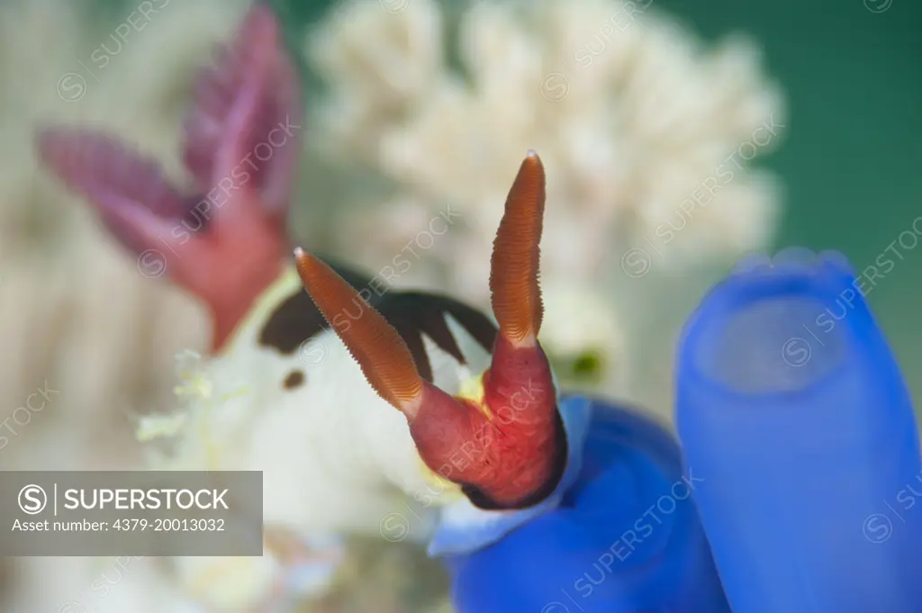 Vibrantly coloured Nudibranch, Nembrotha rutilans, Si Amil, Sabah, Malaysia, Borneo.