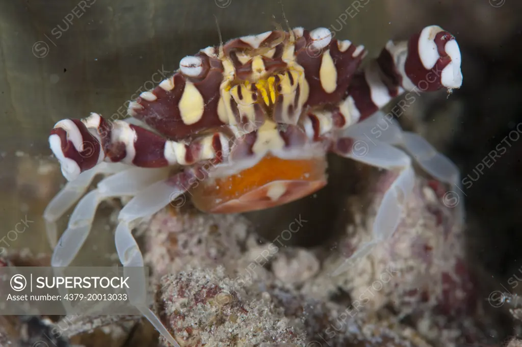 Commensal Crab, Lissocarcinus orbicularis with eggs, Si Amil, Sabah, Malaysia, Borneo.