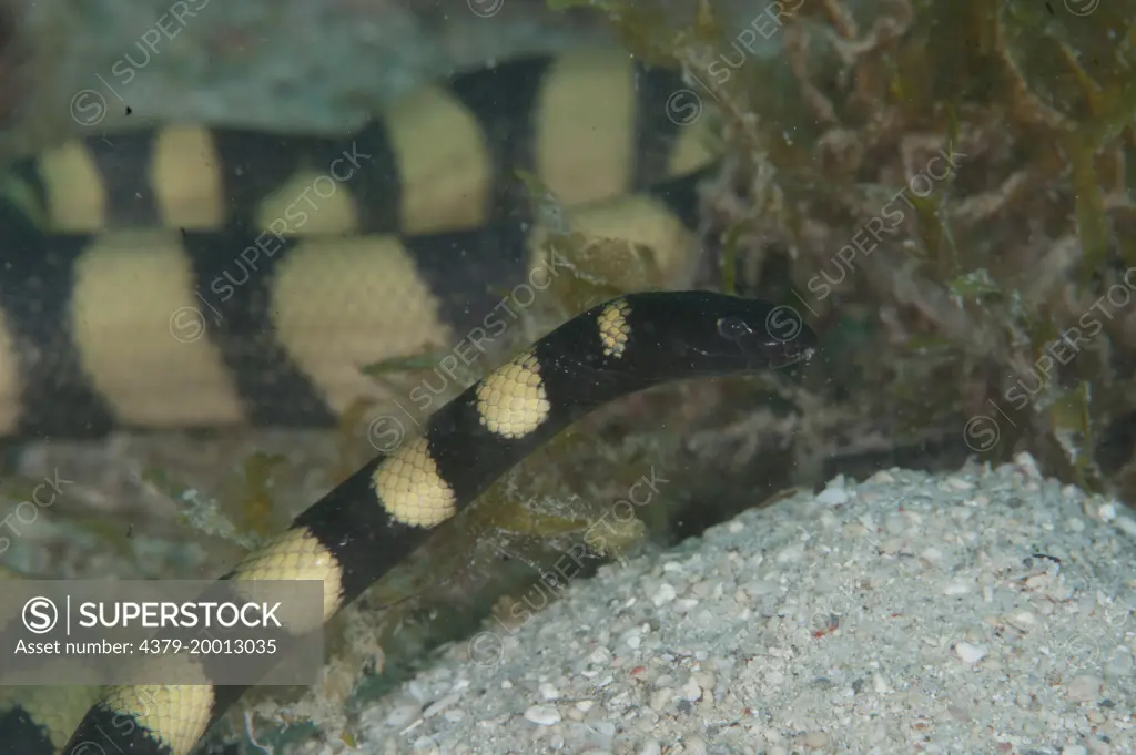 Black-headed sea snake, Hydrophis melanocephalus, Si Amil, Sabah, Malaysia, Borneo.