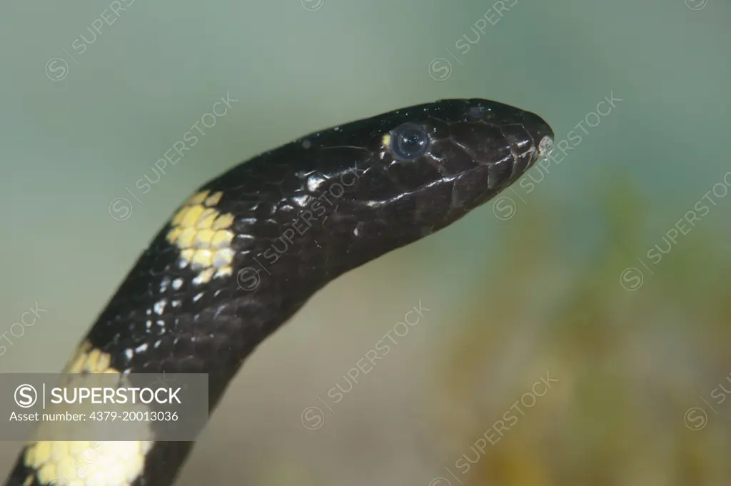 Black-headed sea snake, Hydrophis melanocephalus, Si Amil, Sabah, Malaysia, Borneo.