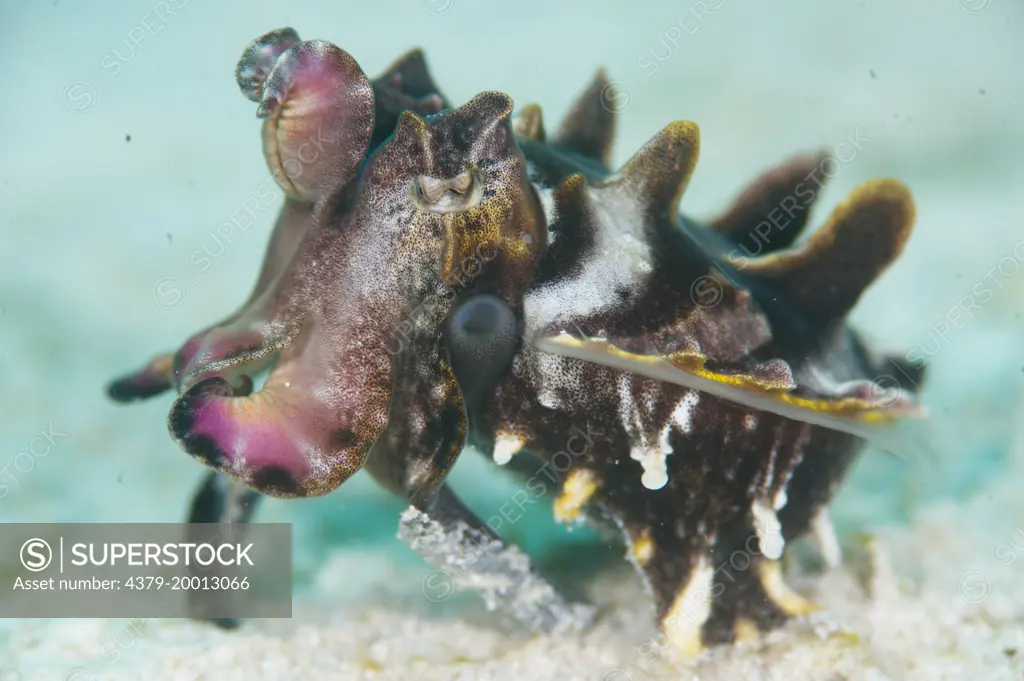 Pfeffer's Flamboyant Cuttlefish, Metasepia pfefferi, Sequence disguising to background colour, Mabul, Sabah, Malaysia, Borneo.