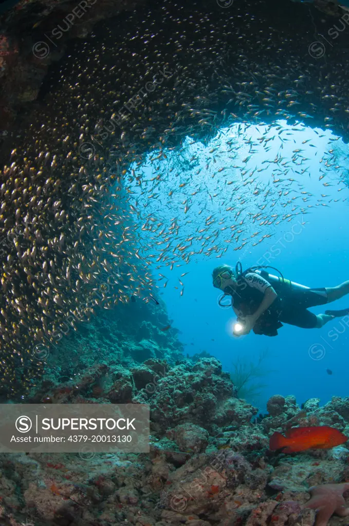 A diver explores a cavern with a school of Golden Sweeper, Glassfish, Parapriacanthus ransonneti, Dusit Thani, Maldives.