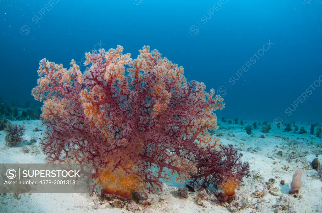 Tree soft coral on seabed, Mataking Island, Sabah, Borneo, Malaysia
