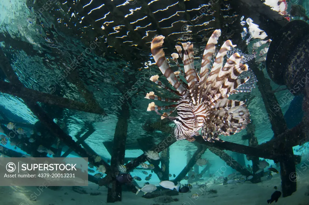 Common Lionfish, Pterois volitans, Under Mataking Resort jetty, Mataking Island, Sabah, Borneo, Malaysia