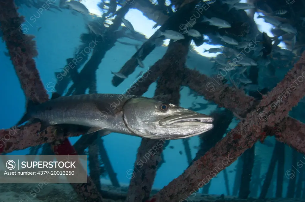 Great barracuda, Sphyraena barracuda, Underneath Mataking Resort jetty, Mataking Island, Sabah, Borneo, Malaysia