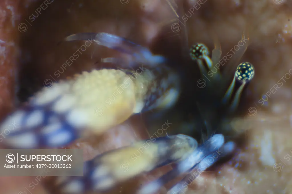 Coral Hermit Crab, Paguritta harmsi, Eyes peering out of its hole, Mataking Island, Sabah, Borneo, Malaysia