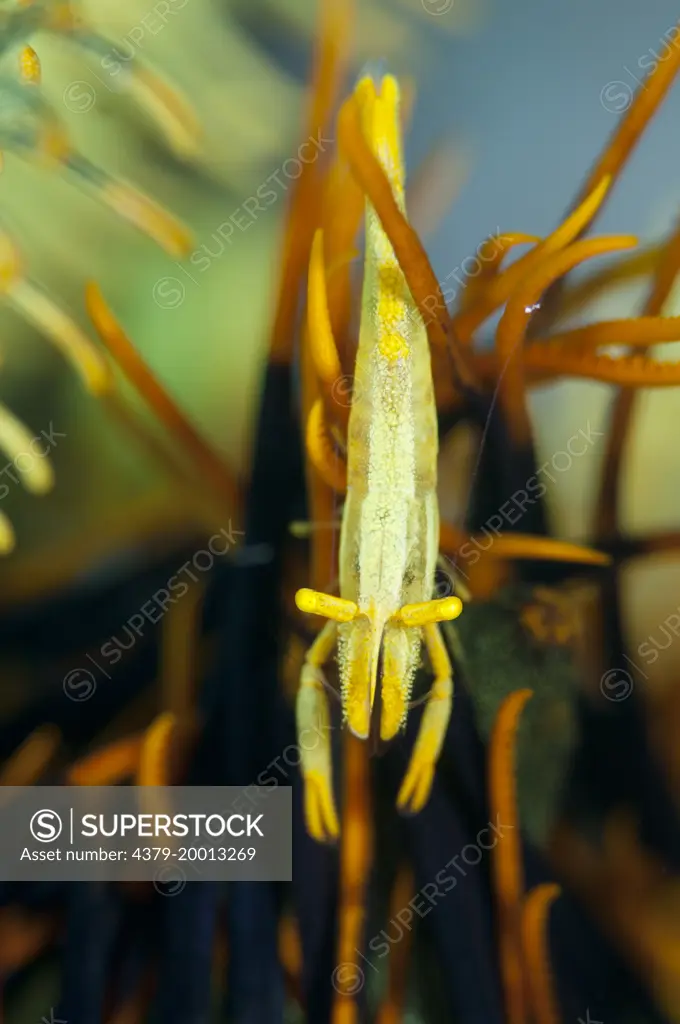 Commensal shrimp, Periclimenes amboinensis, In the protection of a feather star, Mataking Island, Sabah, Borneo, Malaysia