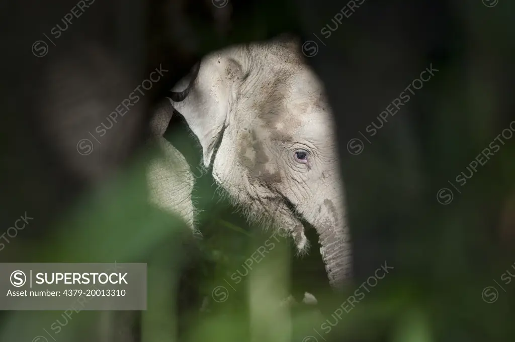 Background shot of Borneo Pygmy Elephant, Elephas maximus borneensis, through a gap between the foliage and another elephants body, Kinabatangan, Sabah, Malaysia, Borneo