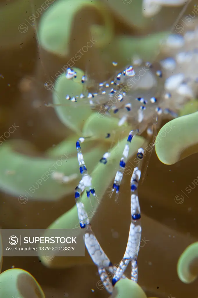 Commensal Shrimp, Periclimenes venustus, in anemone, Semporna Straits, Sabah, Malaysia, Borneo.