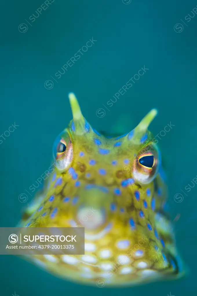 A juvenile Thorn-Back Cowfish, Lactoria pentacantha, hovers above the seabed, Lembeh Strait, Sulawesi, Indonesia.