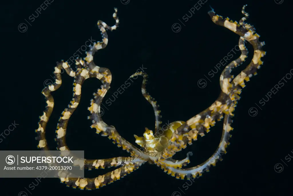A Wonderpus Octopus, Wonderpus photogenicus, falls through the water to the seabed, Lembeh Strait, Sulawesi, Indonesia.
