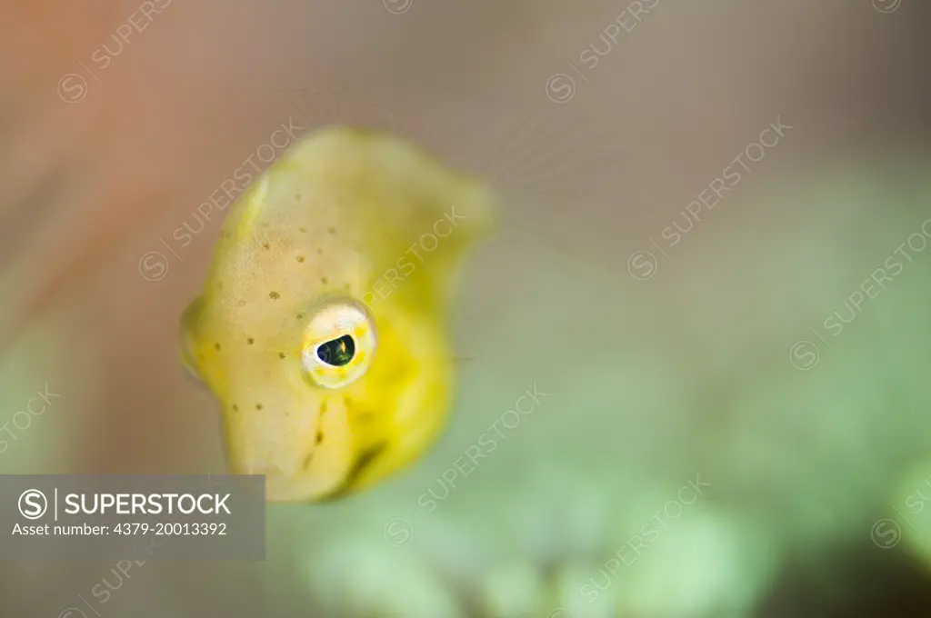 A tiny juvenile Filefish, Lembeh Strait, Sulawesi, Indonesia.