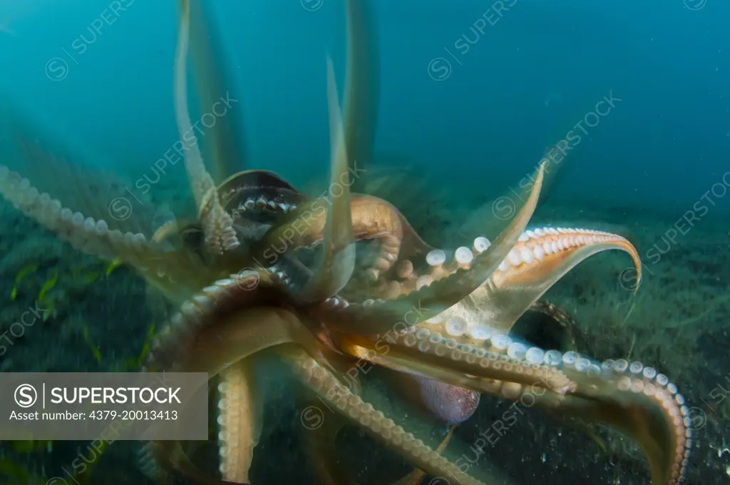 2 large Coconut Octopus, Amphioctopus marginatus, fighting eachother in a territorial dispute, Lembeh Strait, Sulawesi, Indonesia.