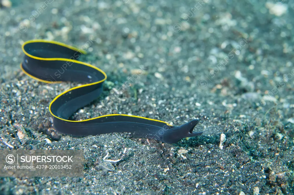 A small, juvenile Ribbon Moray Eel, Rhinomuraena quaesita, swims across the sandy seabed, Lembeh Strait, Sulawesi, Indonesia.