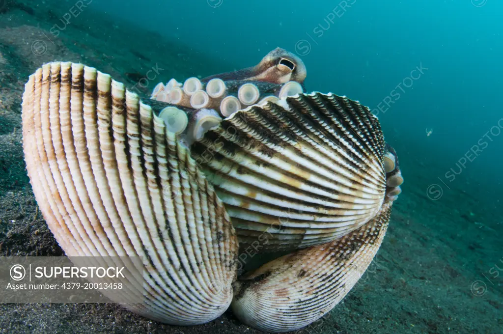A Coconut Octopus, Amphioctopus marginatus, hides behind clam shells it uses for protection, Lembeh Strait, Sulawesi, Indonesia.