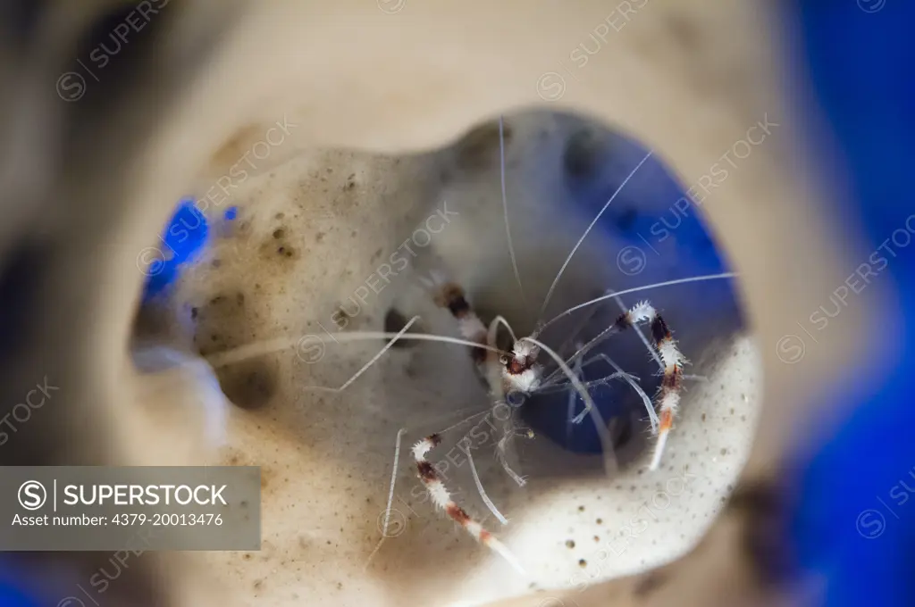 A Banded Boxer Shrimp, Stenopus hispidus, hiding inside a sponge, Lembeh Strait, Sulawesi, Indonesia.