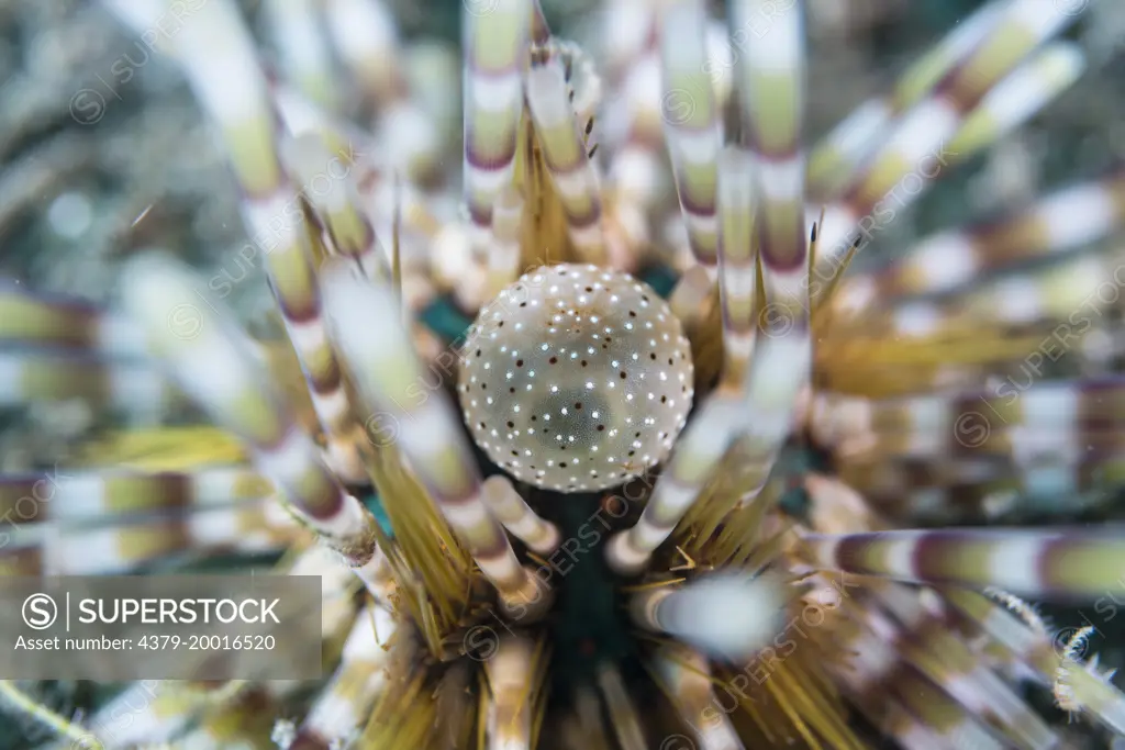 Double-spined urchin, Echinothrix calamaris, close up of anal sac, Manado, Sulawesi, Indonesia