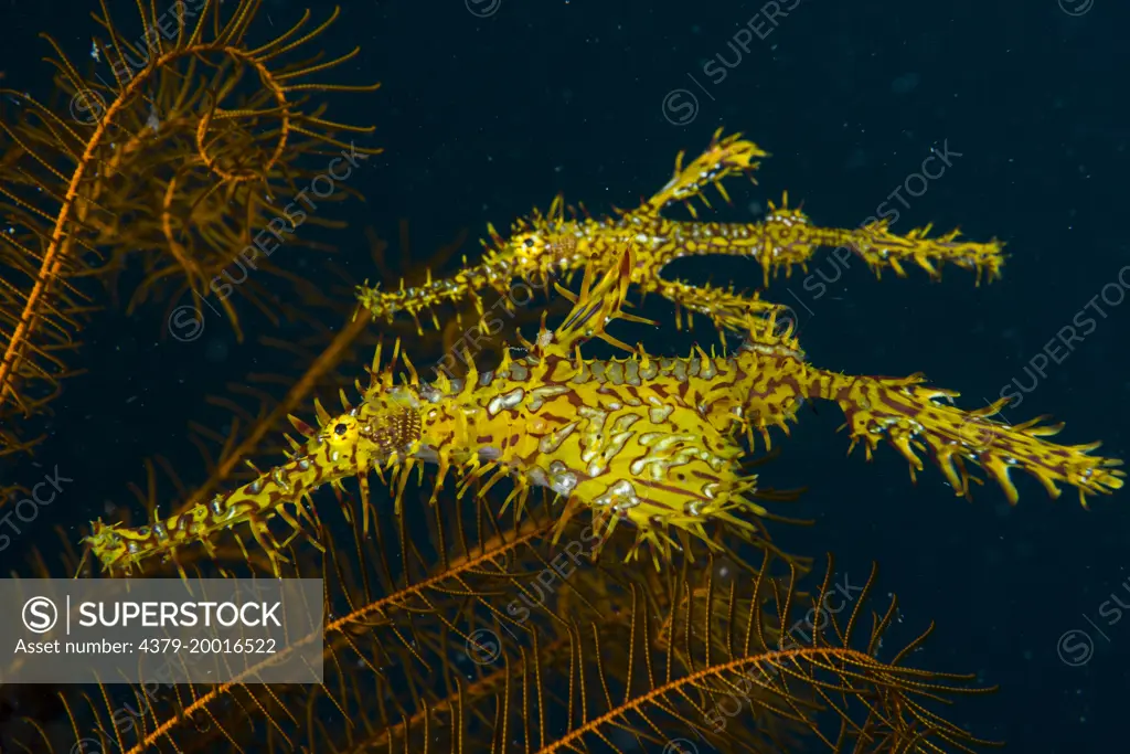 Ornate ghost pipefish, Solenostomus paradoxus, a pair hovering near feather star, Manado, Sulawesi, Indonesia
