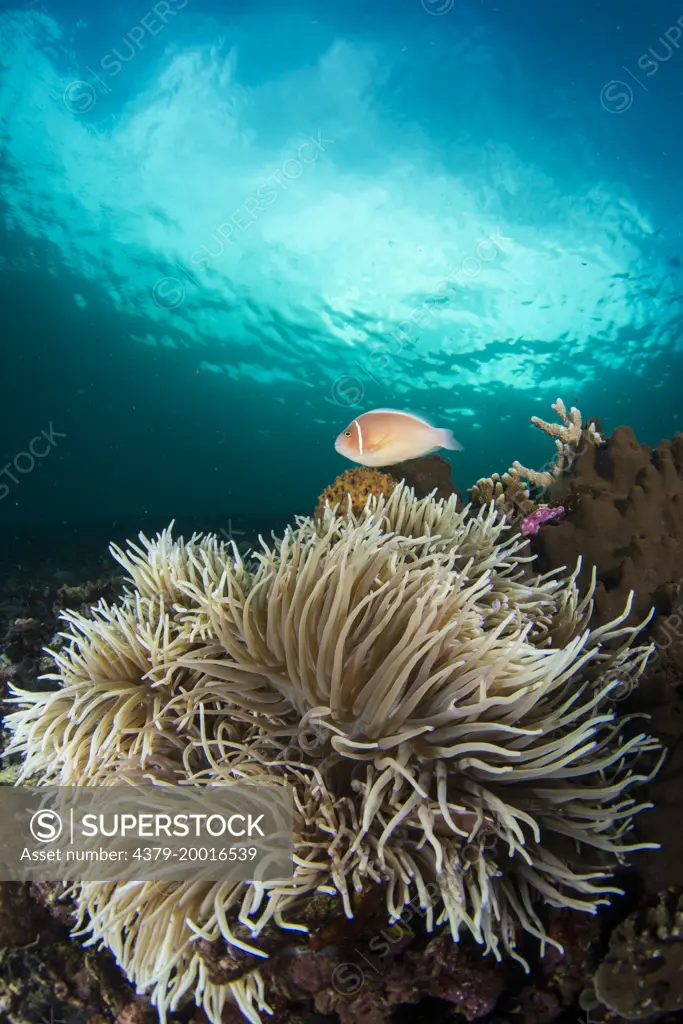 Pink anemonefish, Amphiprion perideraion, a pair nestling in anemone, Manado, Sulawesi, Indonesia