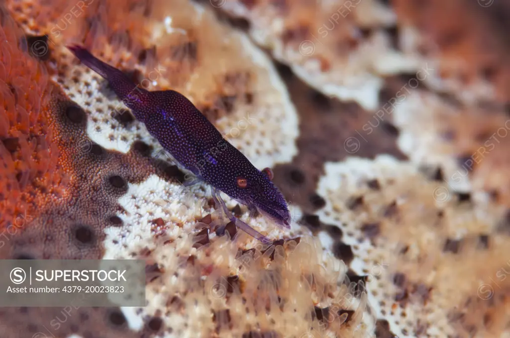 A purple Sea Star Shrimp, Periclimenes soror, on the surface of a Pin-Cushion Sea Star, Culcita novaeguineae, Taliabu Island, Sula Islands, Indonesia.