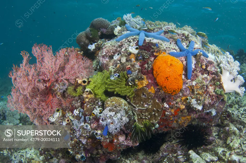 A sea fan, feathers stars, Blue Sea Stars, Linckia laevigata, tunicates, and soft corals on a small bommie, Taliabu Island, Sula Islands, Indonesia.
