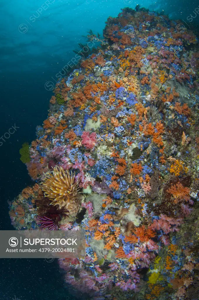 A colourful reef wall slope, with soft corals, sponges, tunicates, and feather stars, with the surface above, Taliabu Island, Sula Islands, Indonesia.