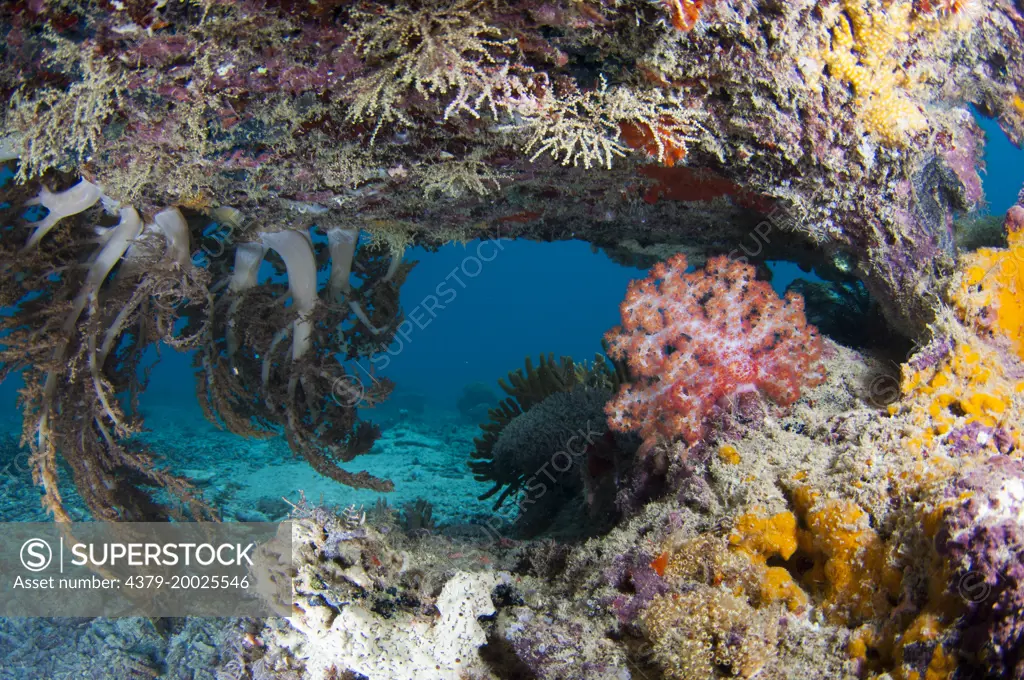 Soft corals, sponges, and tunicates under a dead table coral, Taliabu Island, Sula Islands, Indonesia.
