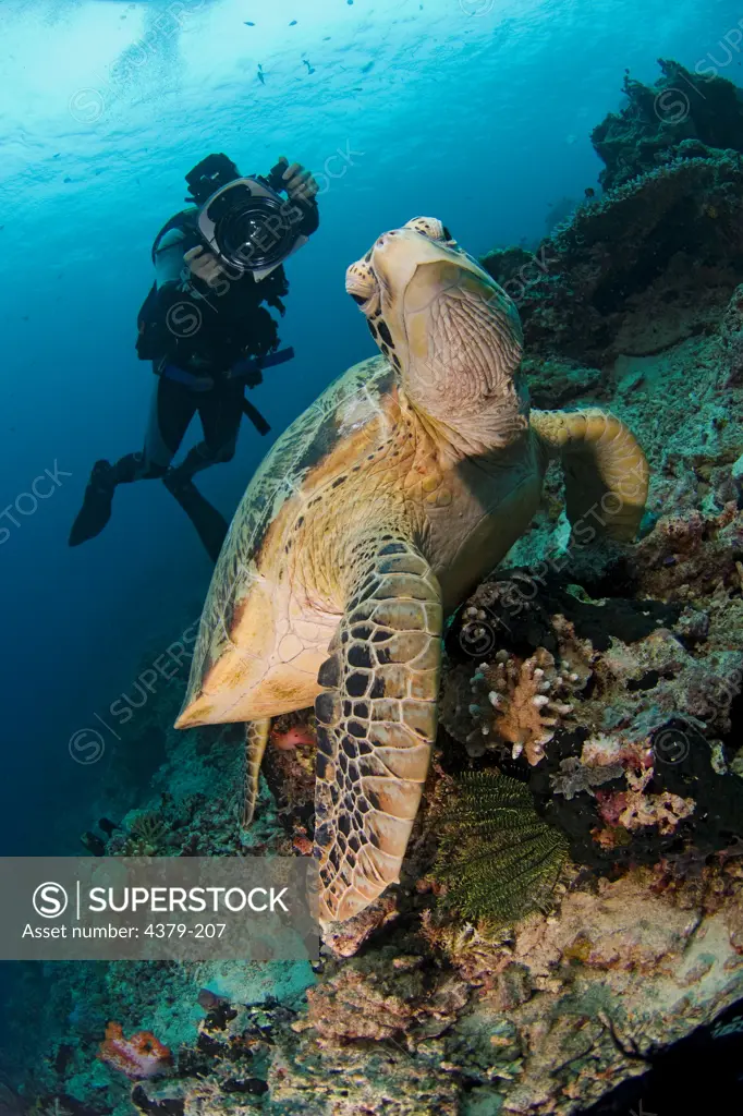 Diver Photographing Sea Turtle