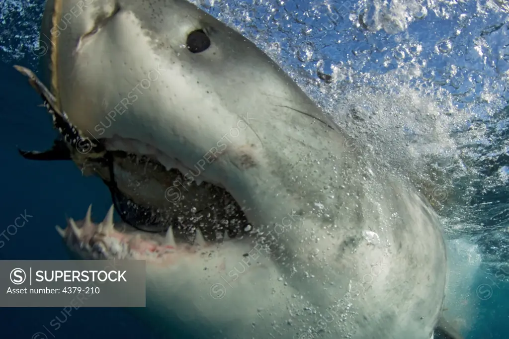 Great White Shark Swallowing Bait