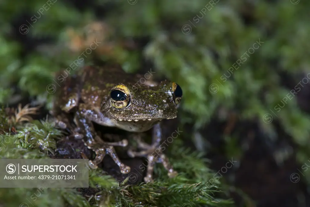 Frilled Tree Frog, Kurixalus appendiculatus, on moss, Imbak Canyon, Sabah, Borneo, Malaysia.