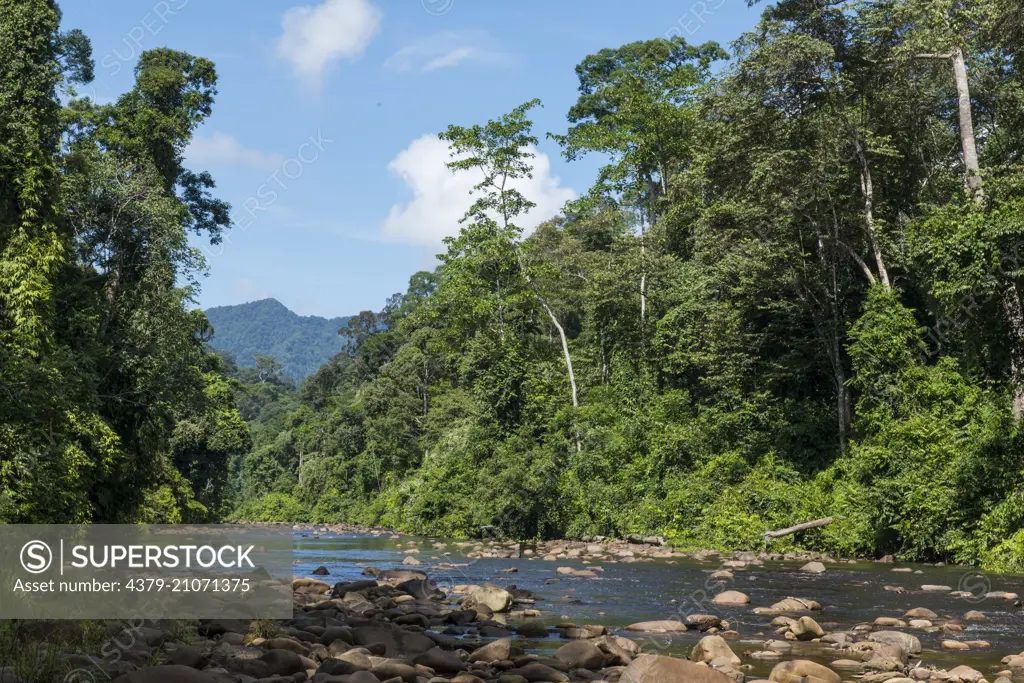 Slow running waters of the Sungai Imbak, Imbak Canyon, Sabah, Borneo, Malaysia.