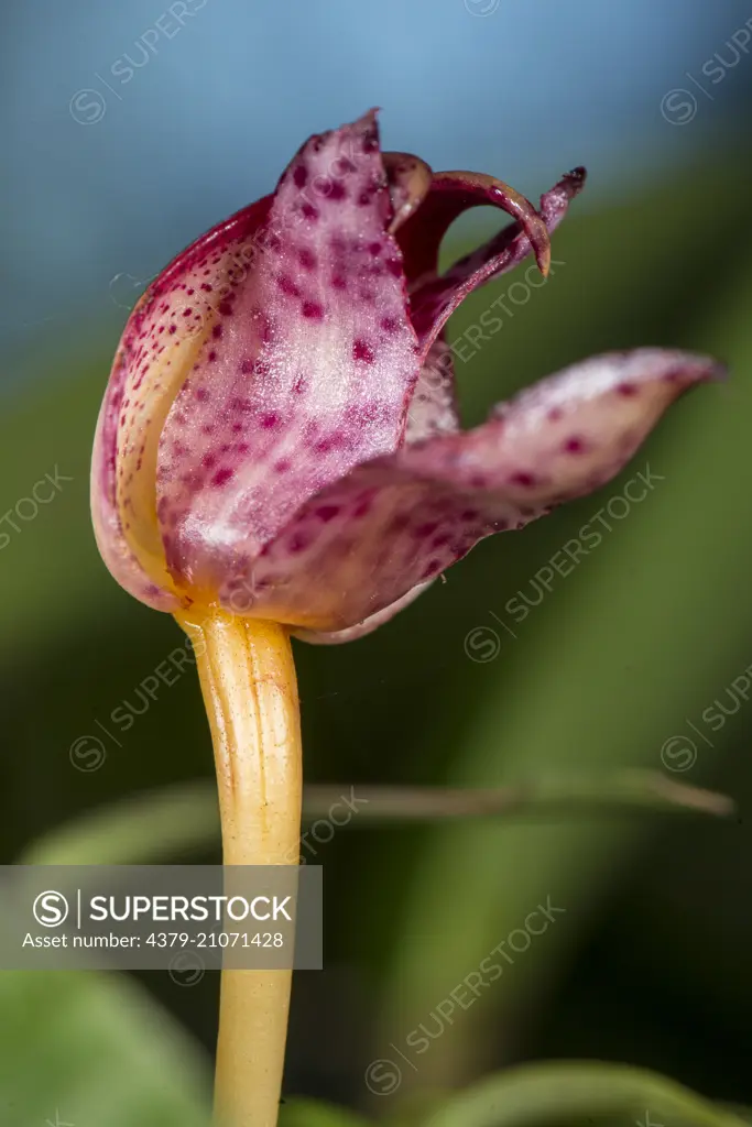 Orchid flower, Bulbophyllum patens, Imbak Canyon, Sabah, Borneo, Malaysia.