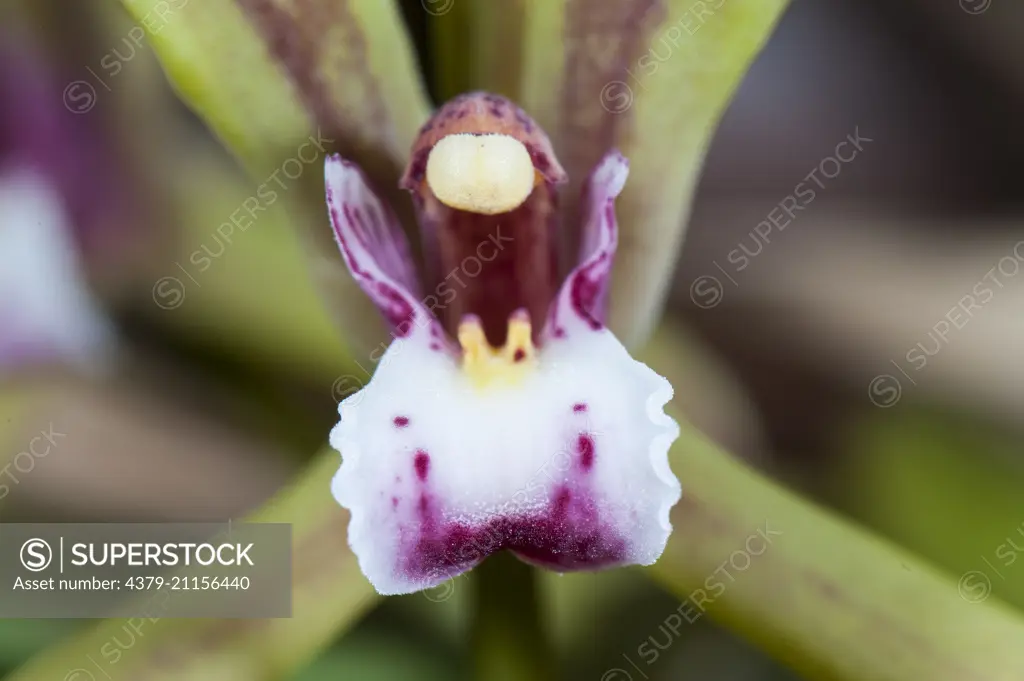 Close up of a flower of an Orchid, Cymbidium finlaysonianum, Imbak Canyon, Sabah, Malasian Borneo,