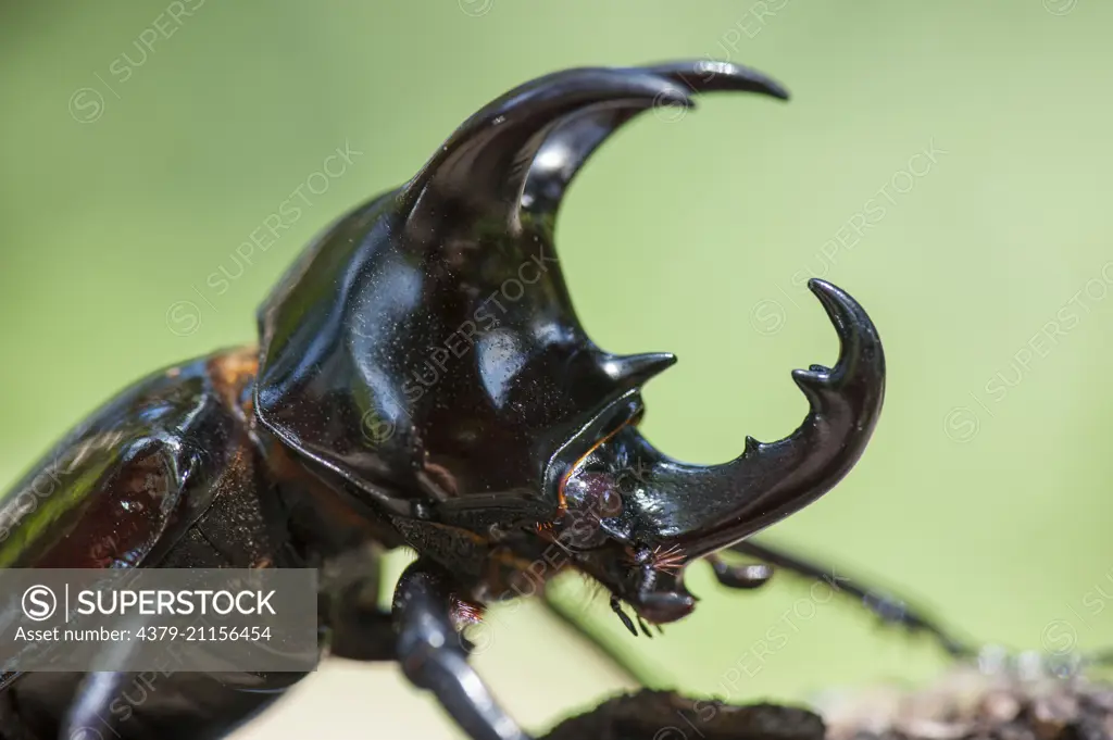 A portrait of a Three-horned Rhinoceros Beetle, Chalcosoma mollenkampi, Imbak Canyon, Sabah, Malasian Borneo,