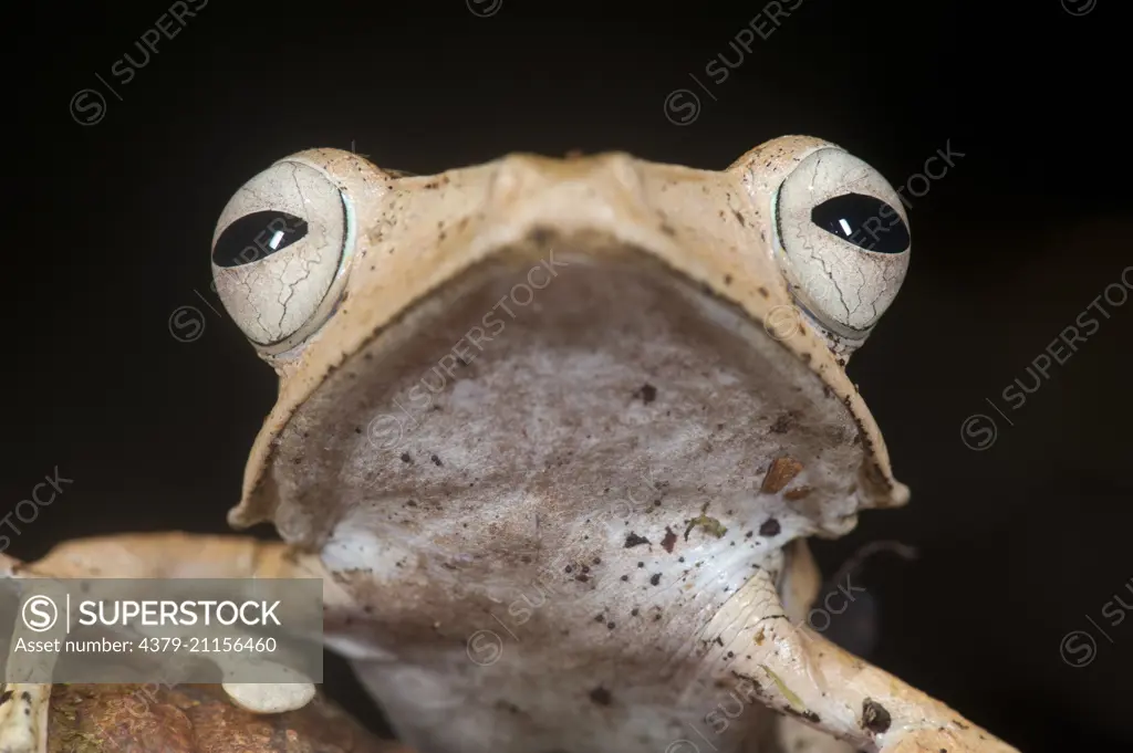 A portrait of File-eared Tree Frog, Polypedates otilophus, Imbak Canyon, Sabah, Malasian Borneo,