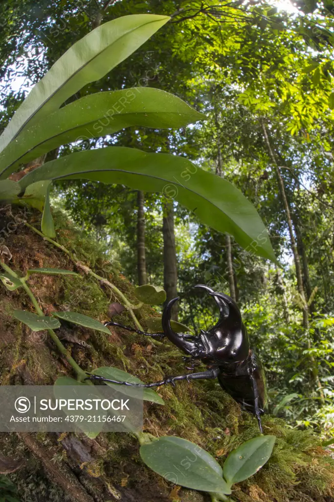 A Three-horned Rhinoceros Beetle, Chalcosoma mollenkampi, clinging to a tree, Imbak Canyon, Sabah, Malasian Borneo,