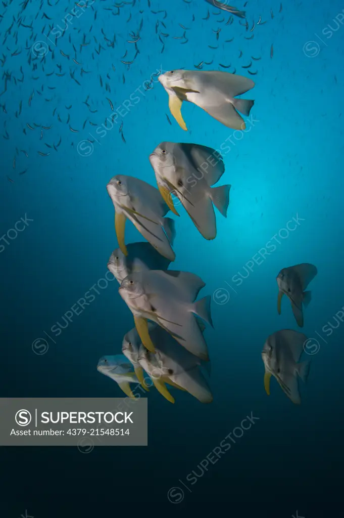 Small shoal of Tall Fin Batfish, Platax teira, swimming, South Ari Atoll, Maldives, Indian Ocean