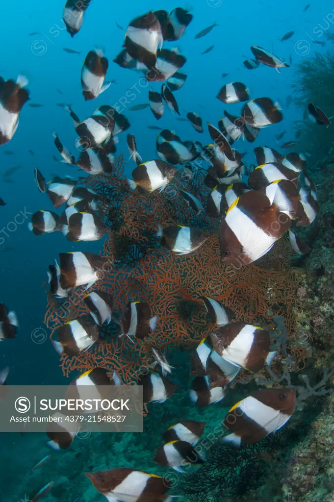A shoal of Black Pyramid Butterflyfish, Hemitaurichthys zoster, around a Sea Fan, Semperina sp, South Ari Atoll, Maldives, Indian Ocean