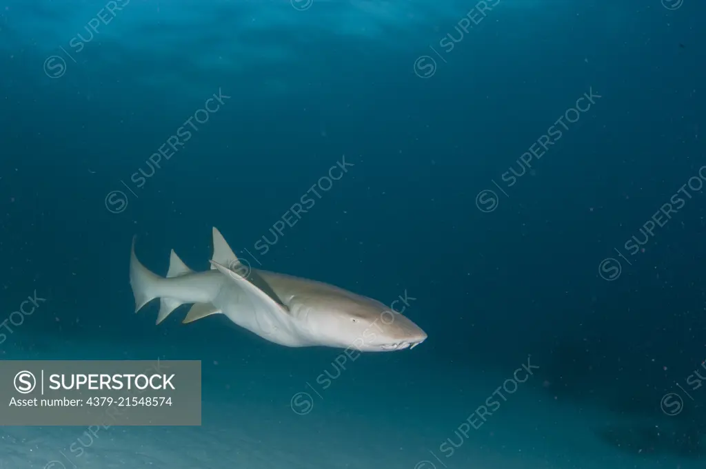 A Tawny Nurse Shark, Nebrius ferrugineus, swimming, South Ari Atoll, Maldives, Indian Ocean