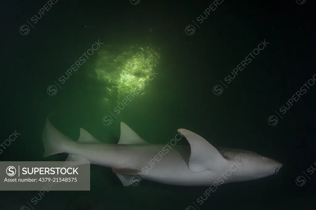 A Tawny Nurse Shark, Nebrius ferrugineus, swimming in the night, South Ari Atoll, Maldives, Indian Ocean